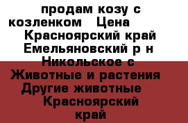 продам козу с козленком › Цена ­ 5 500 - Красноярский край, Емельяновский р-н, Никольское с. Животные и растения » Другие животные   . Красноярский край